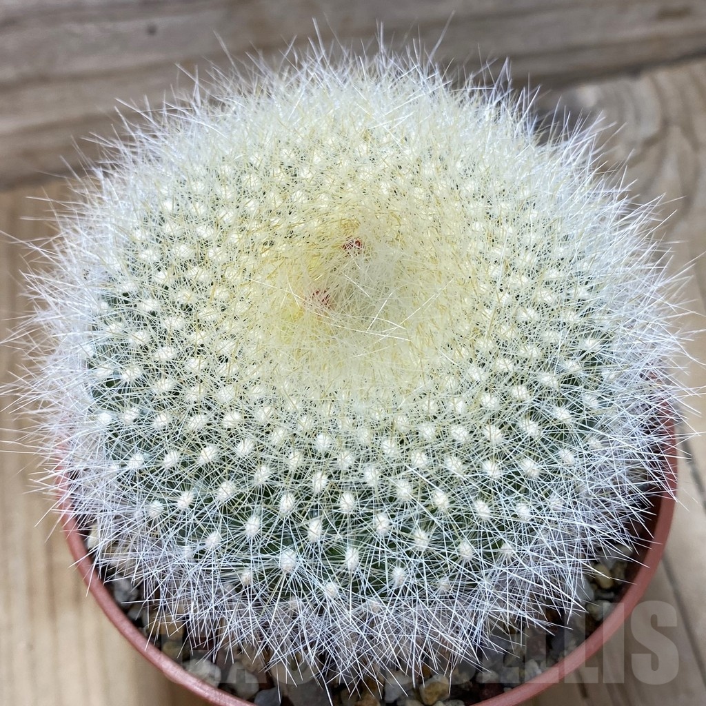 SH24801 Brasilicactus haselbergii