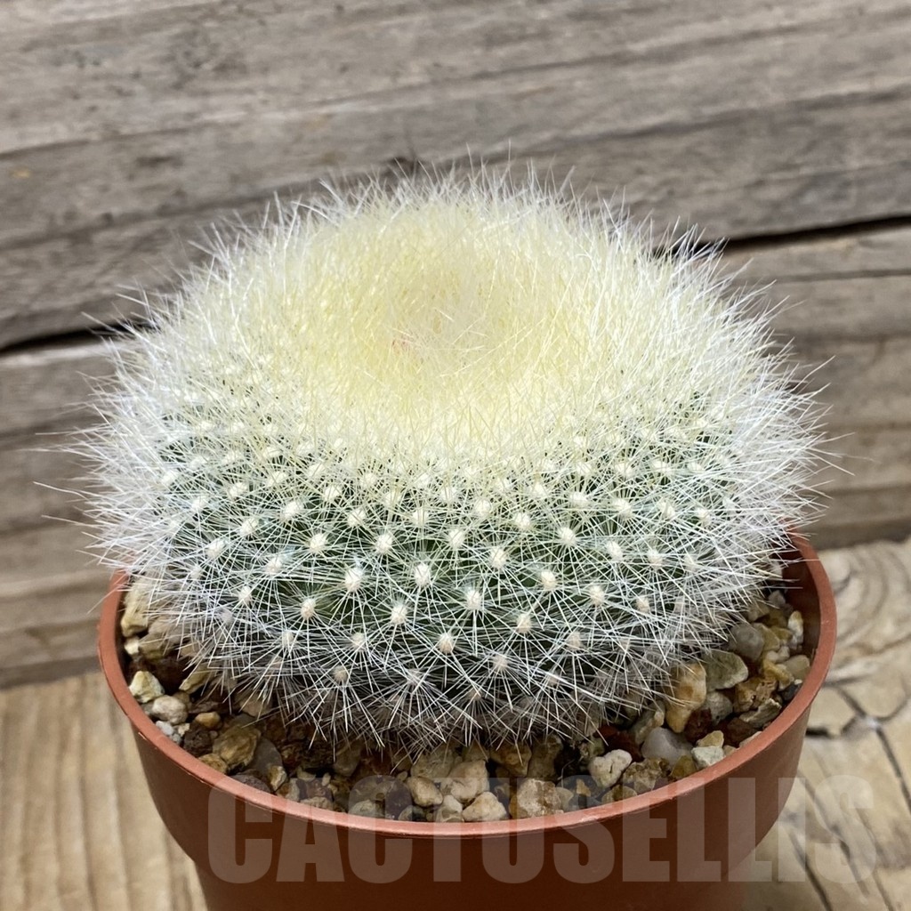 SH24801 Brasilicactus haselbergii – Image 2