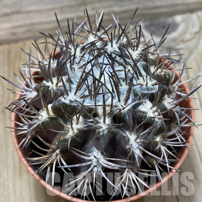 SH24802 Eriosyce floccosa