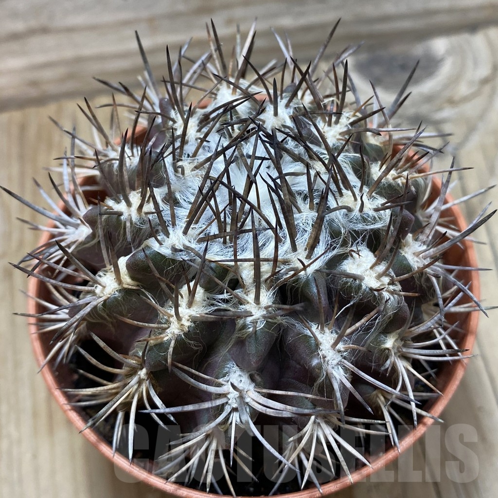 SH24802 Eriosyce floccosa