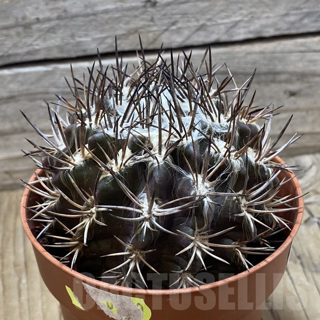 SH24802 Eriosyce floccosa - Image 2