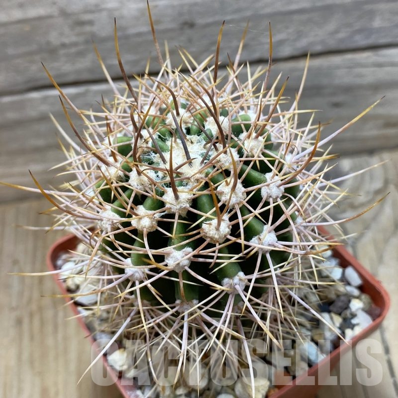 SH24803 Lobivia leucantha KLA 538