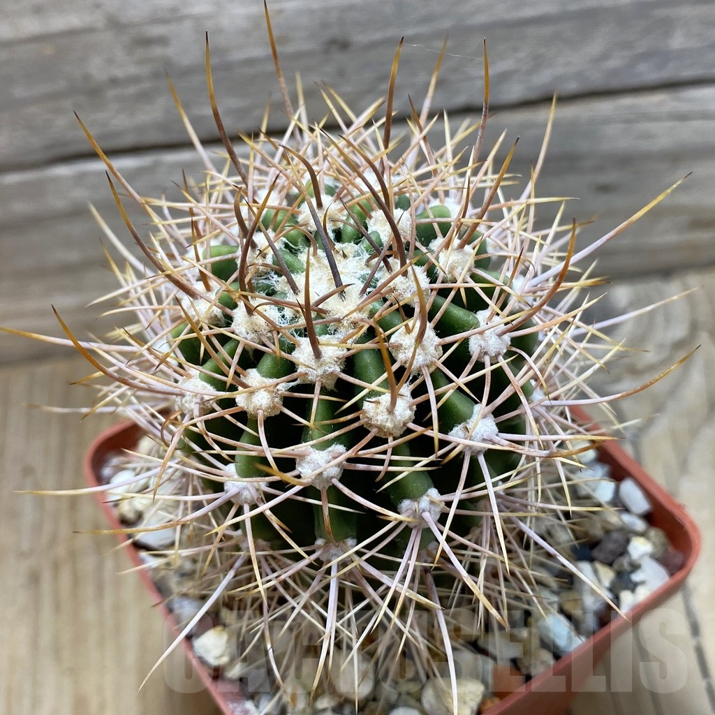 SH24803 Lobivia leucantha KLA 538