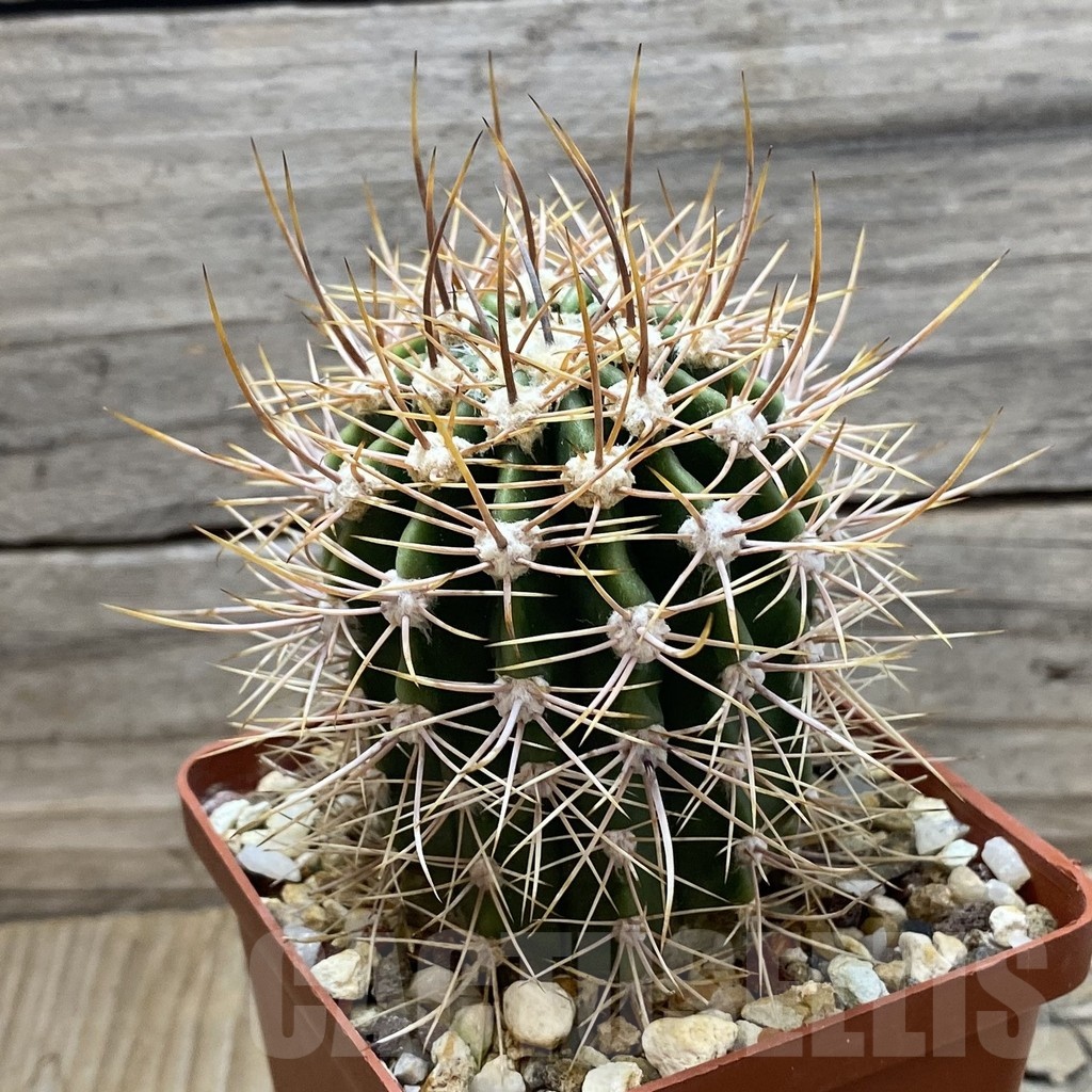 SH24803 Lobivia leucantha KLA 538 - Image 2