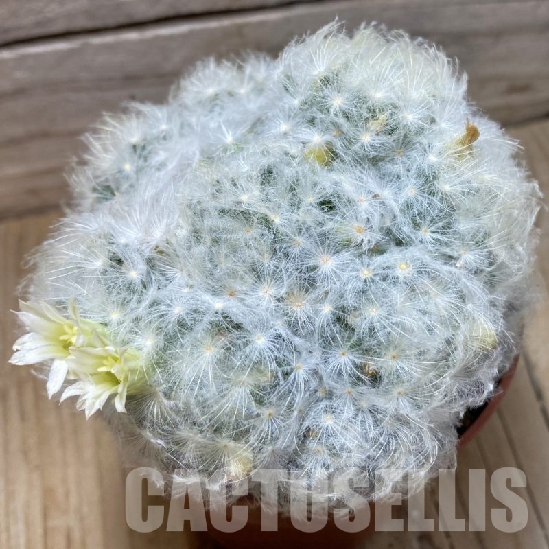 SH24804 Mammillaria plumosa