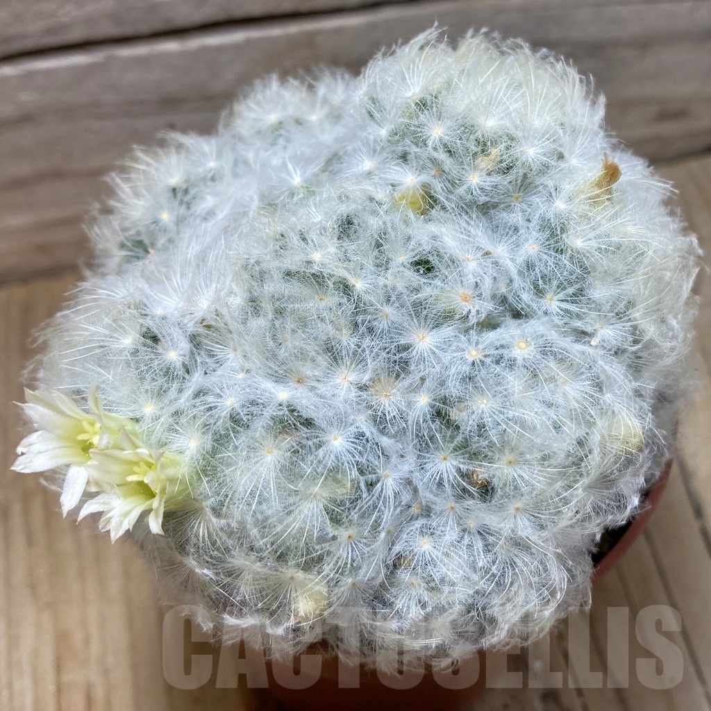 SH24804 Mammillaria plumosa