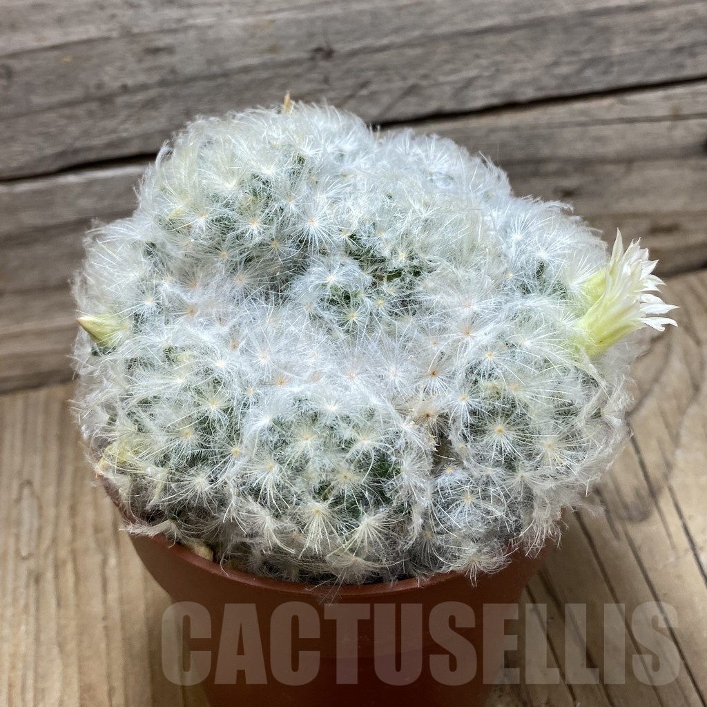 SH24804 Mammillaria plumosa - immagine 2