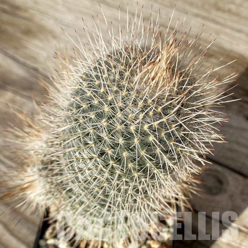 SH24805 Mammillaria geminispina v. nobilis