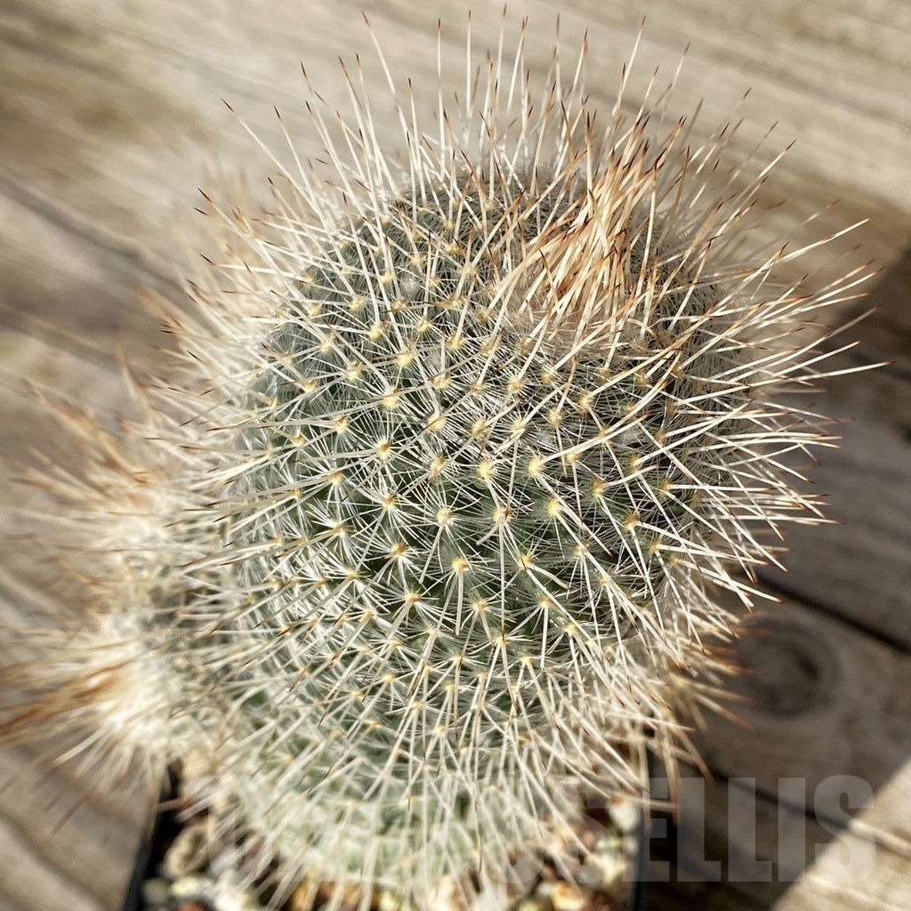 SH24805 Mammillaria geminispina v. nobilis
