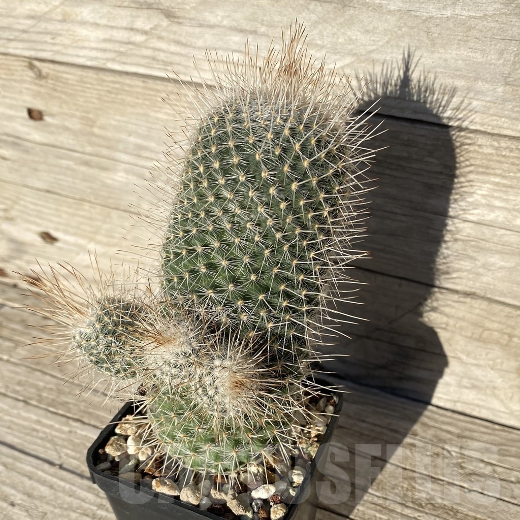 SH24805 Mammillaria geminispina v. nobilis - immagine 2