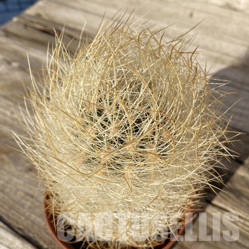 SH24806 Neoporteria gerocephala