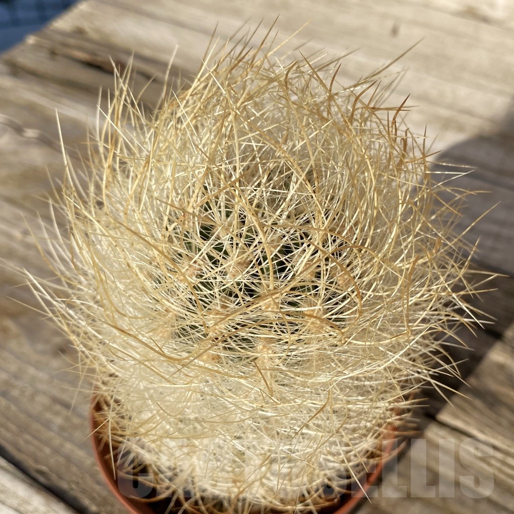 SH24806 Neoporteria gerocephala