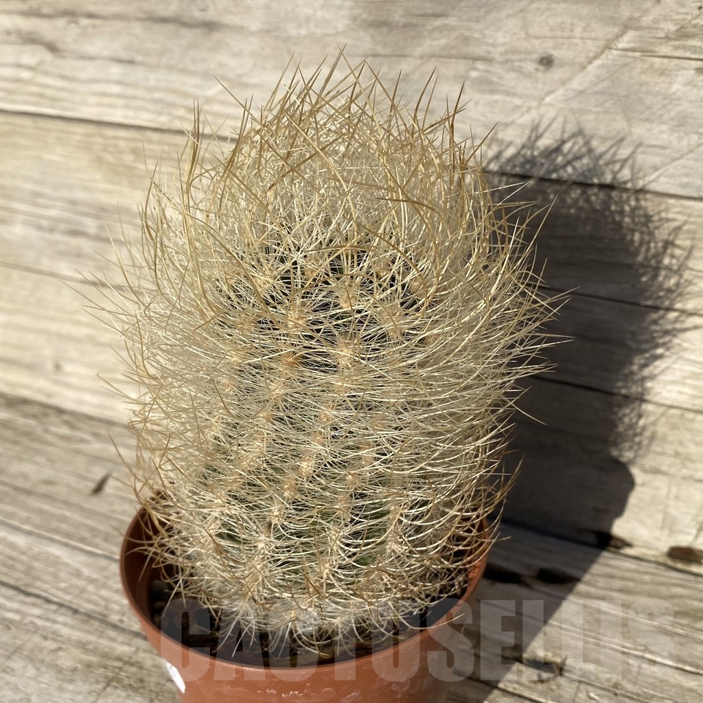 SH24806 Neoporteria gerocephala - Image 2