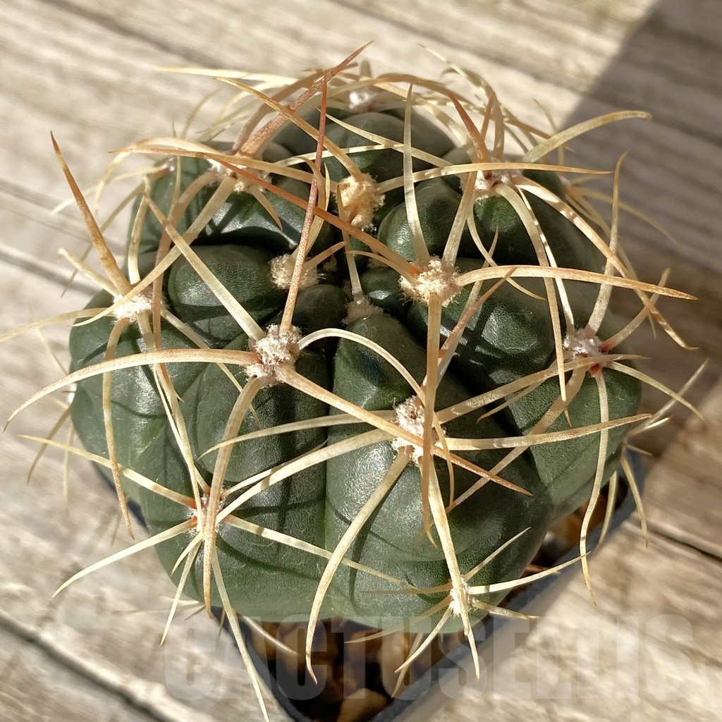 SH24807 Gymnocalycium orientale, new form
