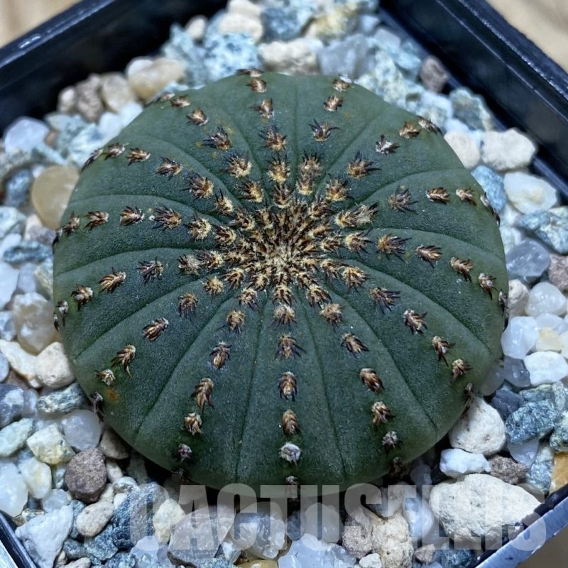 SH24756 Frailea asterioides