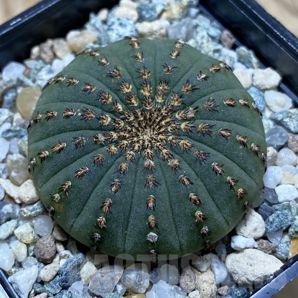 SH24756 Frailea asterioides