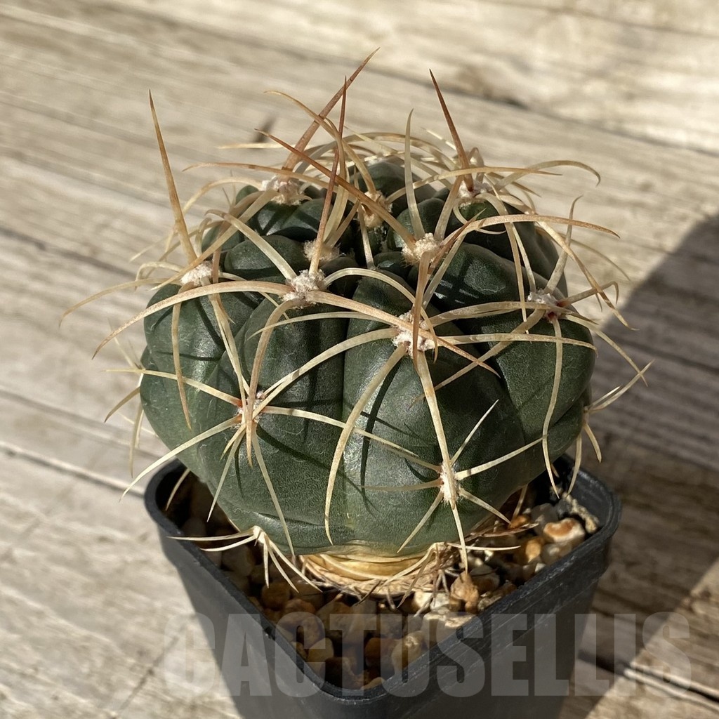 SH24807 Gymnocalycium orientale, new form - Image 2