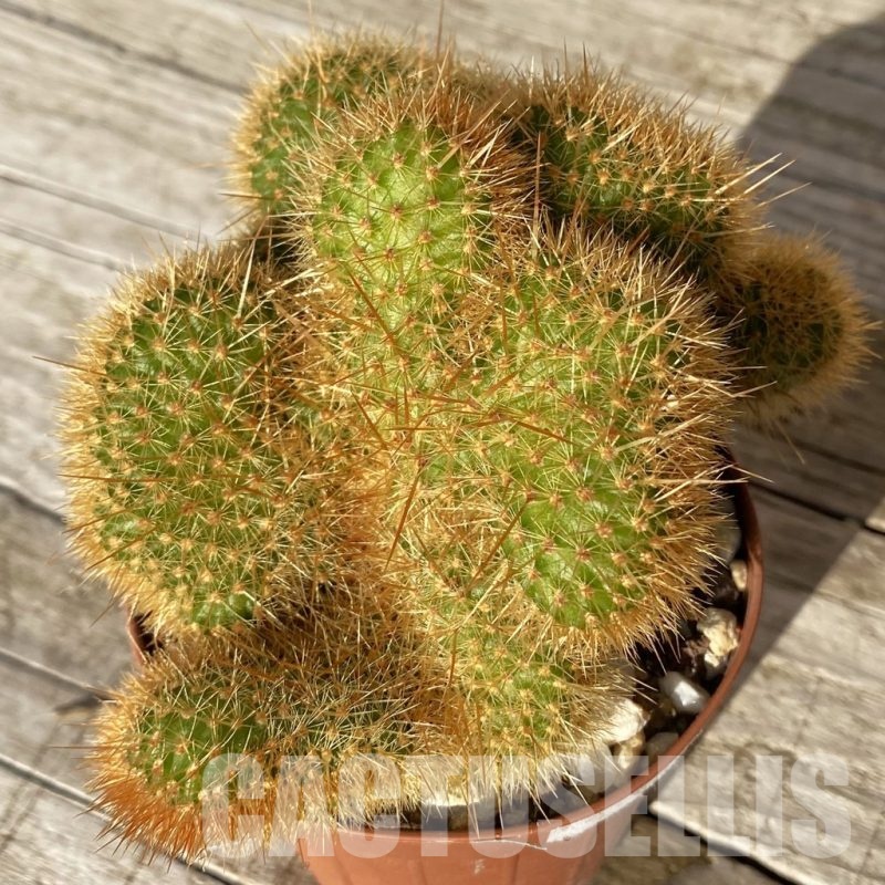 SH24808 Cleistocactus winteri f. cristata