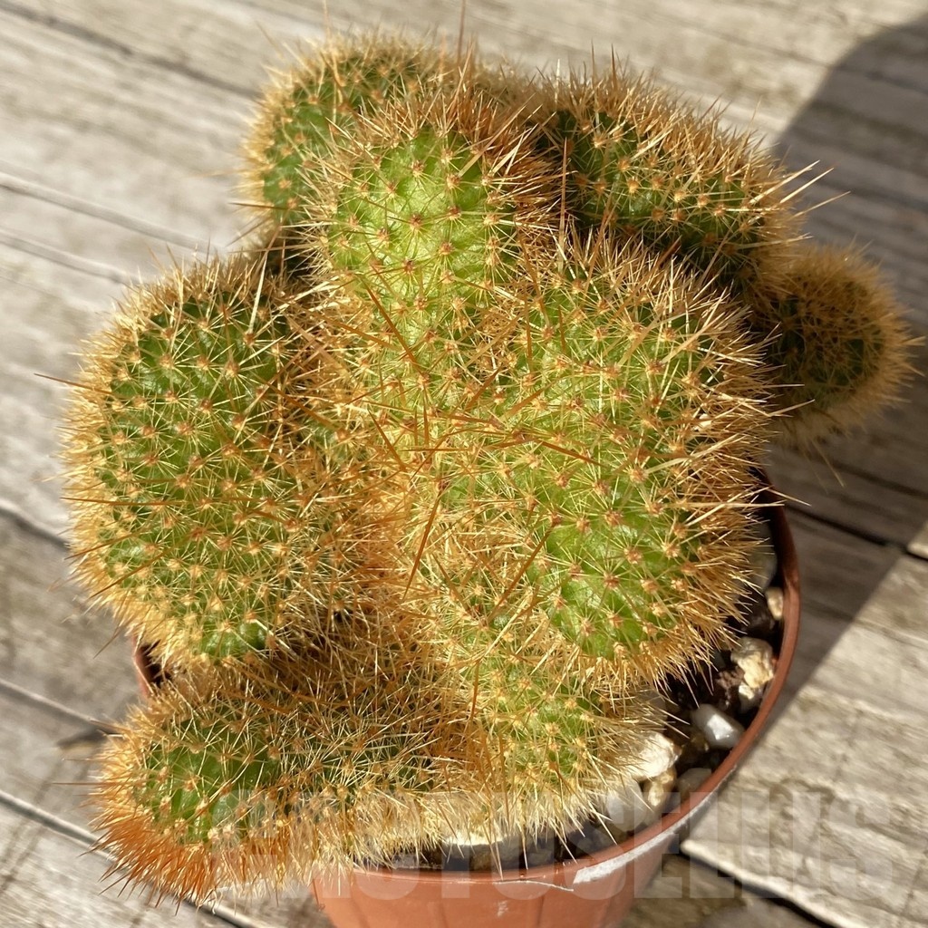 SH24808 Cleistocactus winteri f. cristata