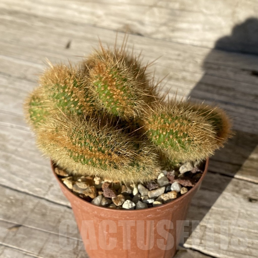 SH24808 Cleistocactus winteri f. cristata - Image 3