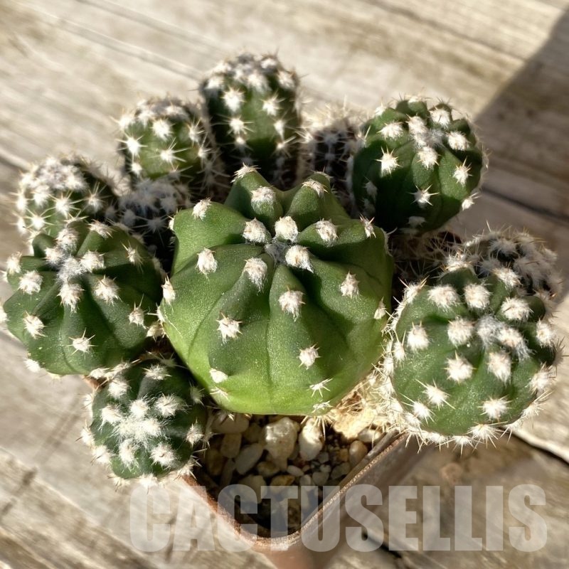 SH24809 Echinopsis subdenudata hybrid