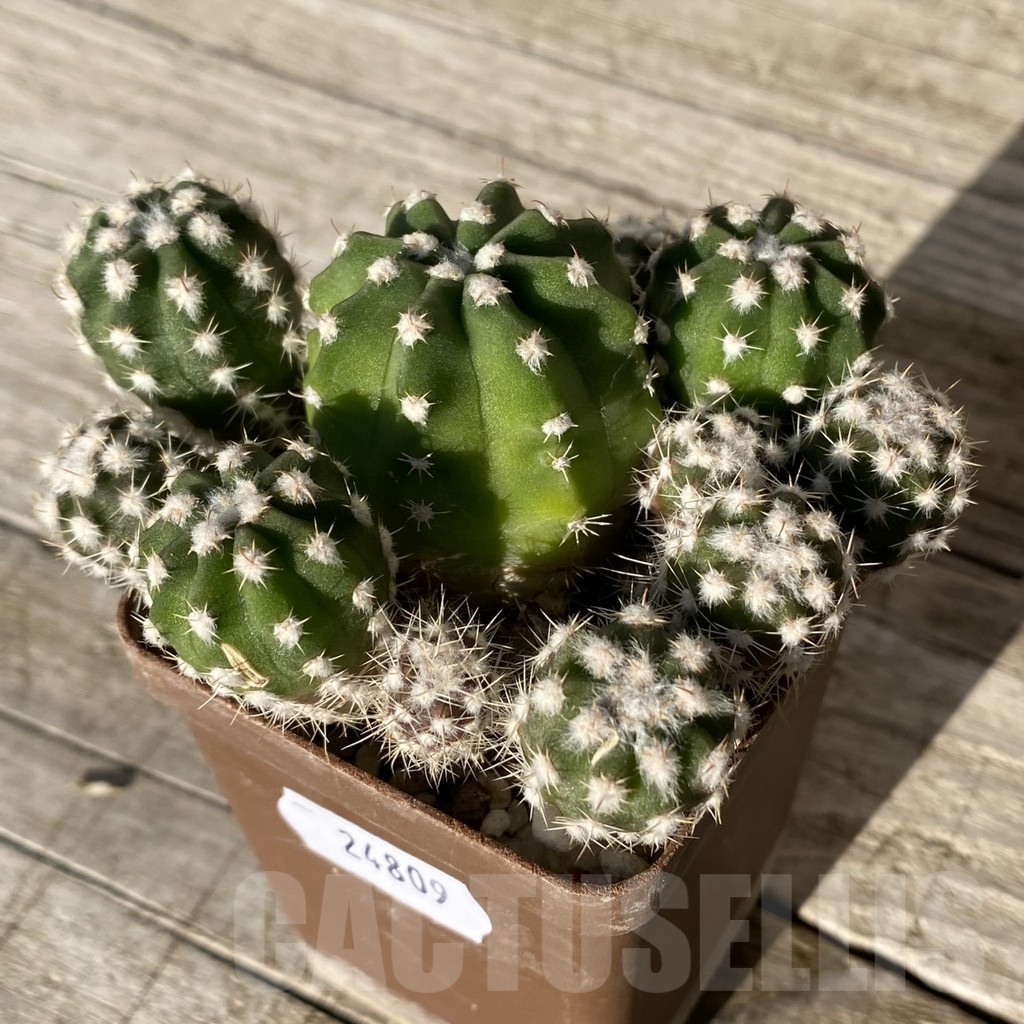 SH24809 Echinopsis subdenudata hybrid - immagine 2