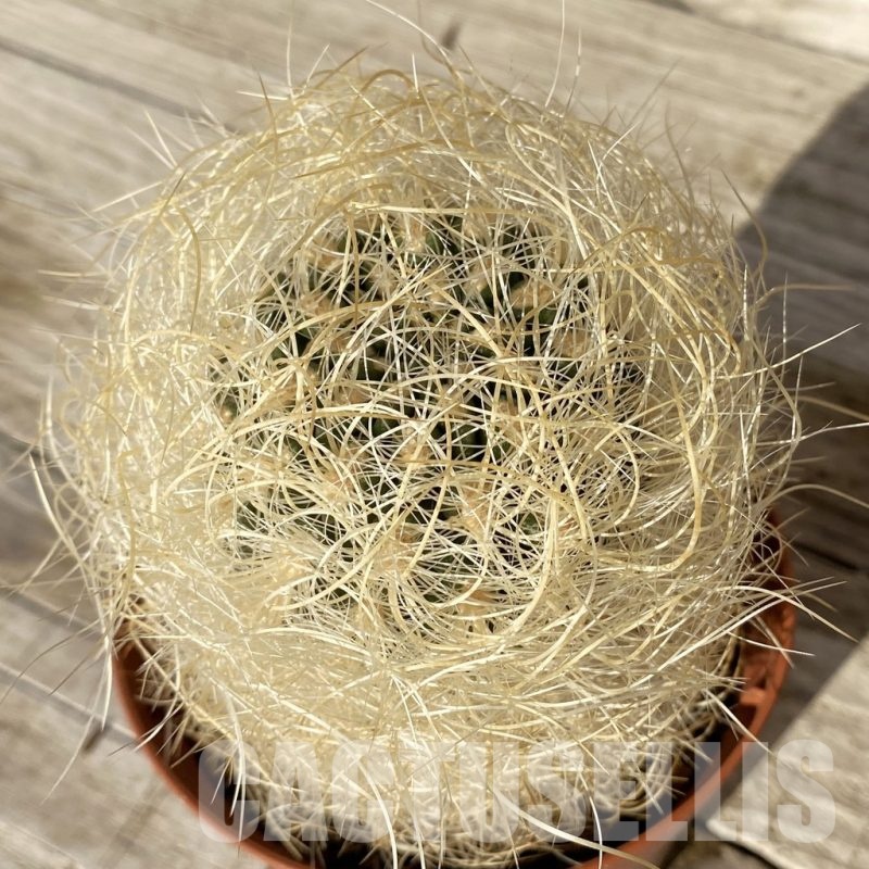 SH24810 Neoporteria gerocephala