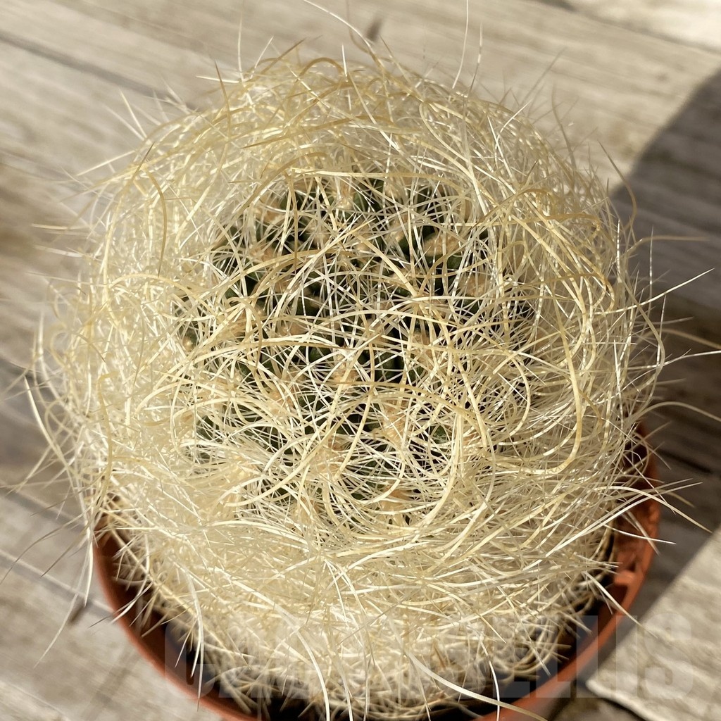 SH24810 Neoporteria gerocephala