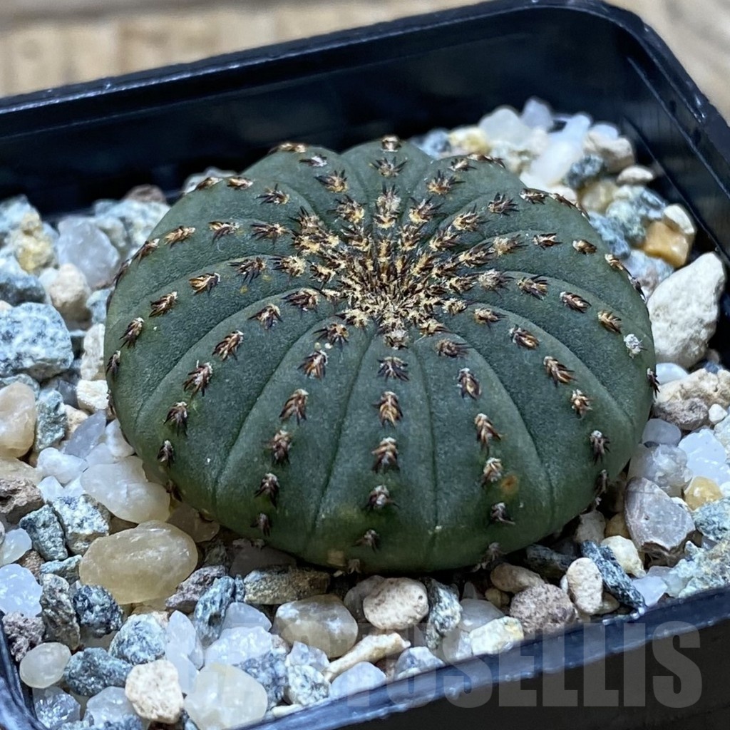 SH24756 Frailea asterioides - immagine 2