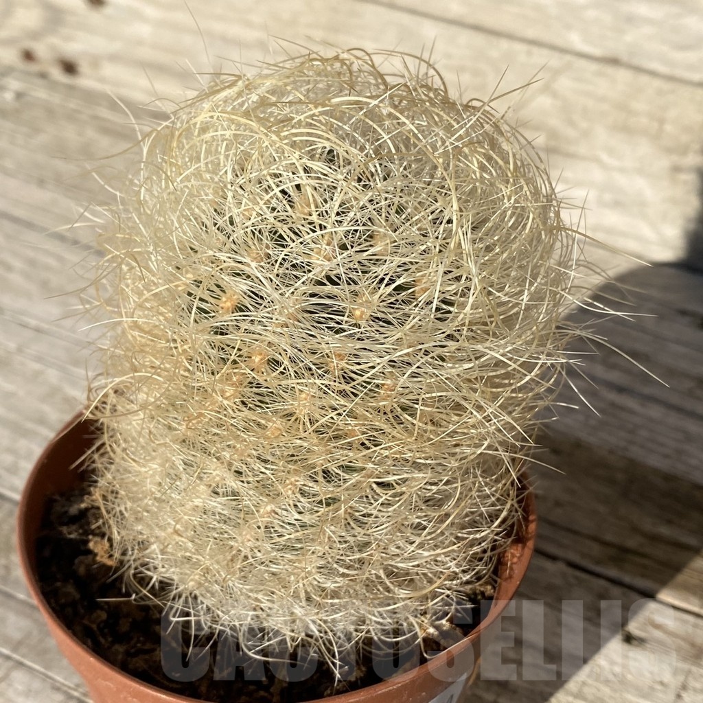 SH24810 Neoporteria gerocephala - Image 2