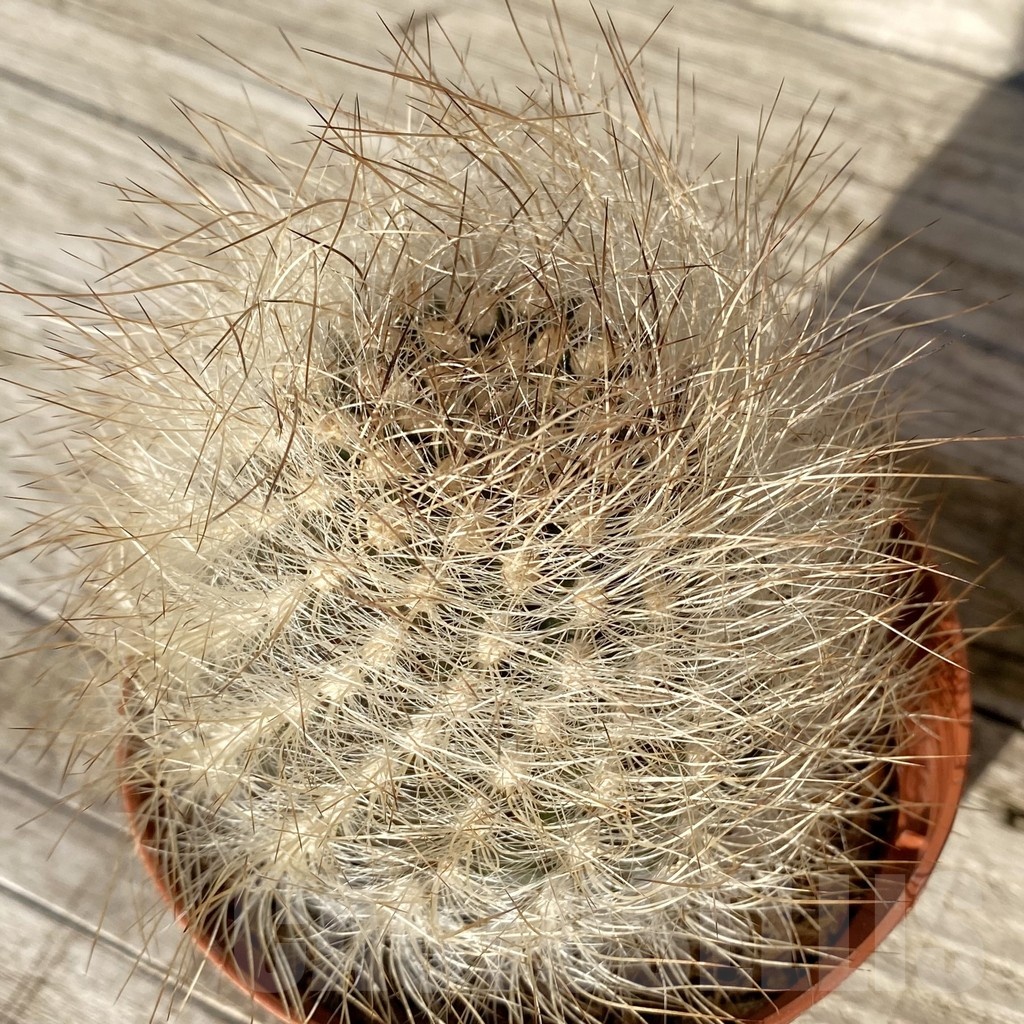 SH24811 Neoporteria senilis