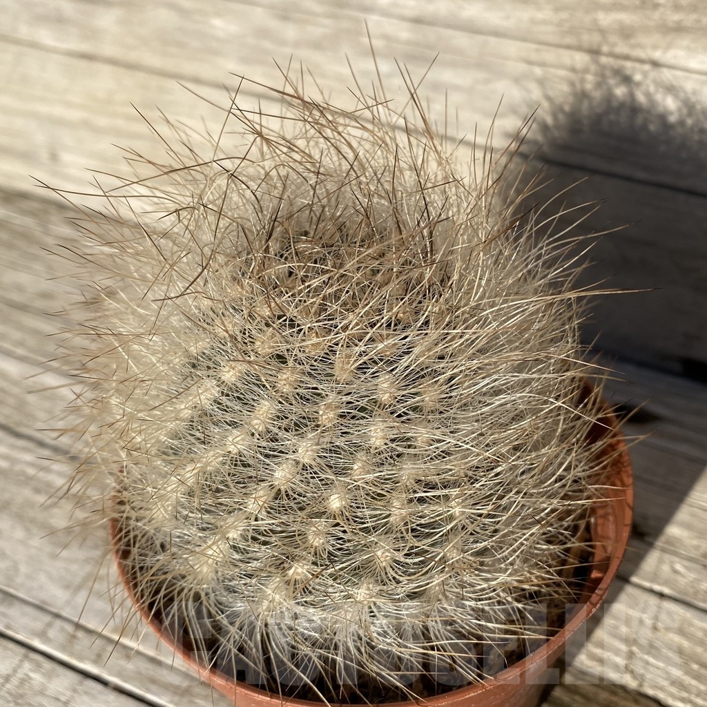 SH24811 Neoporteria senilis - Imagen 2