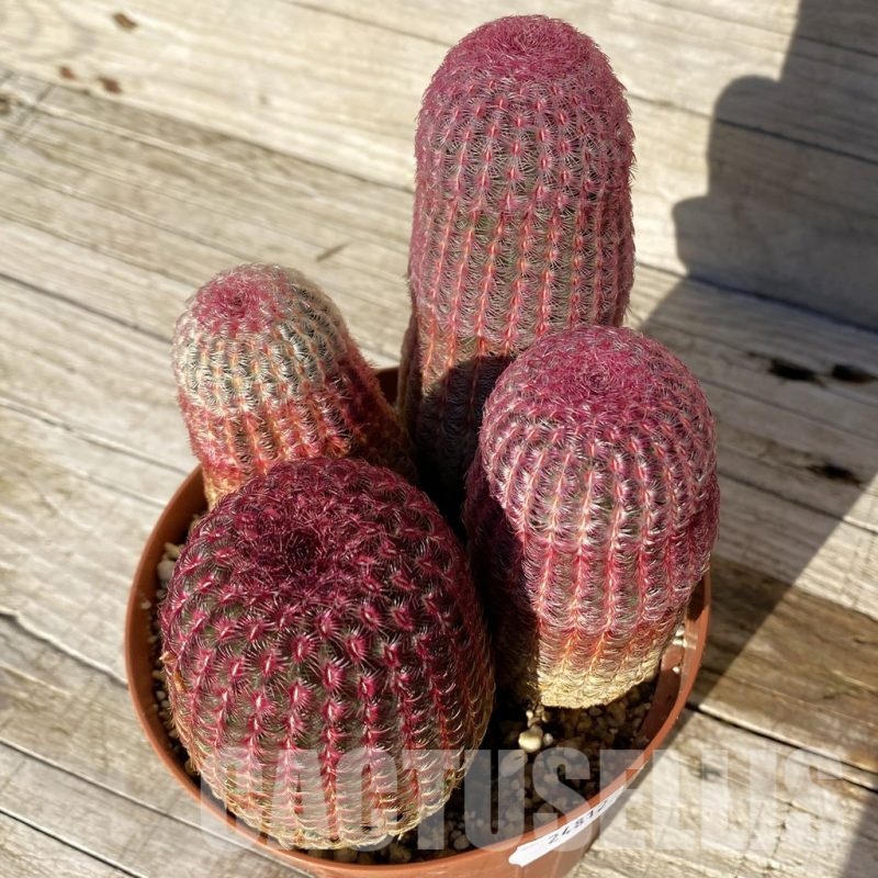 SH24812 Echinocereus rigidissimus v. rubispinus