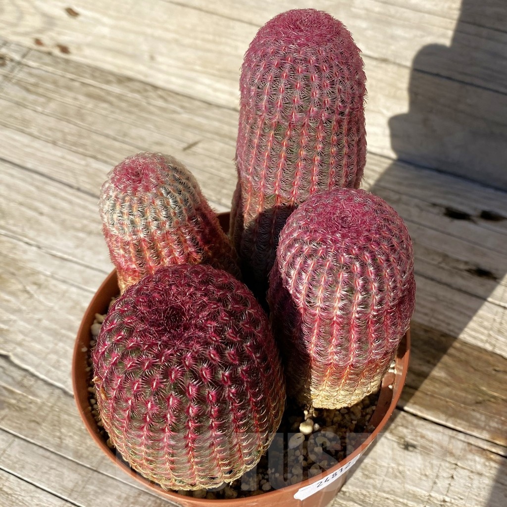 SH24812 Echinocereus rigidissimus v. rubispinus