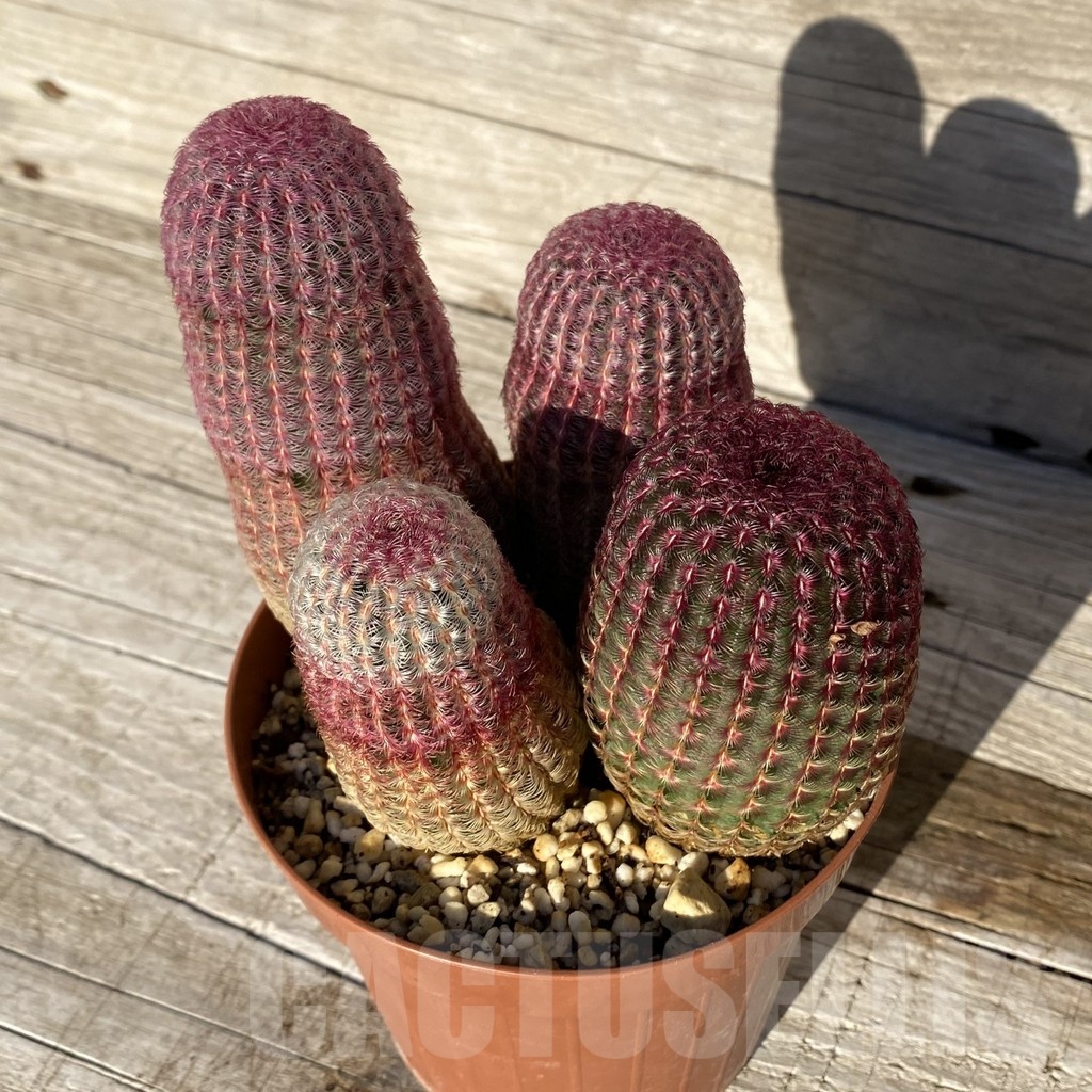SH24812 Echinocereus rigidissimus v. rubispinus – Bild 2