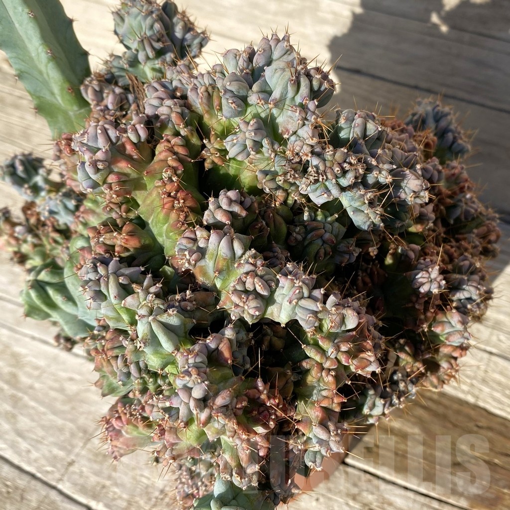 SH24813 Myrtillocactus geometrizans f. cristata – Bild 2