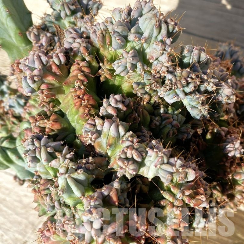 SH24813 Myrtillocactus geometrizans f. cristata