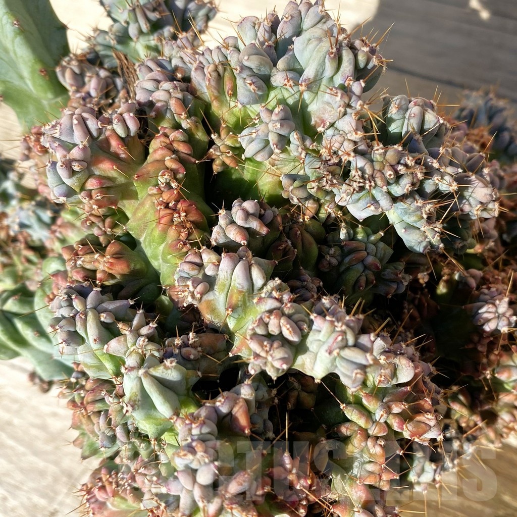 SH24813 Myrtillocactus geometrizans f. cristata