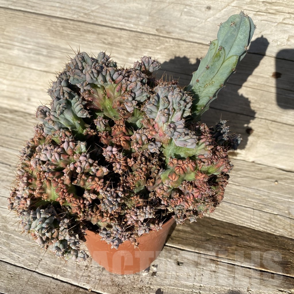 SH24813 Myrtillocactus geometrizans f. cristata – Bild 3