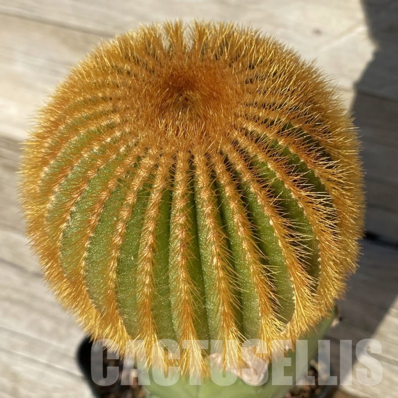 SH24814 Uebelmannia eriocactoides, grafted