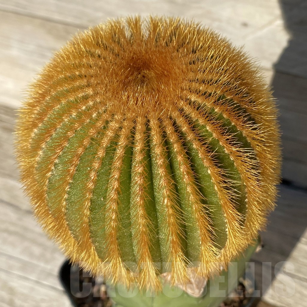 SH24814 Uebelmannia eriocactoides, grafted