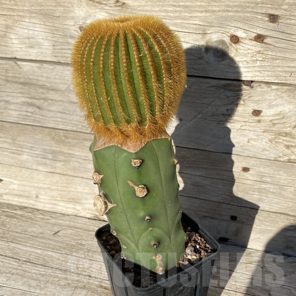 SH24814 Uebelmannia eriocactoides, grafted - immagine 2