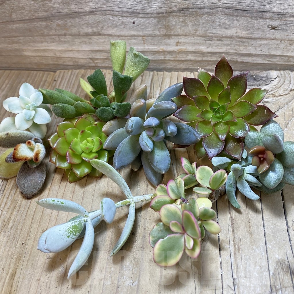 SH24885 Succulents mix, cuted