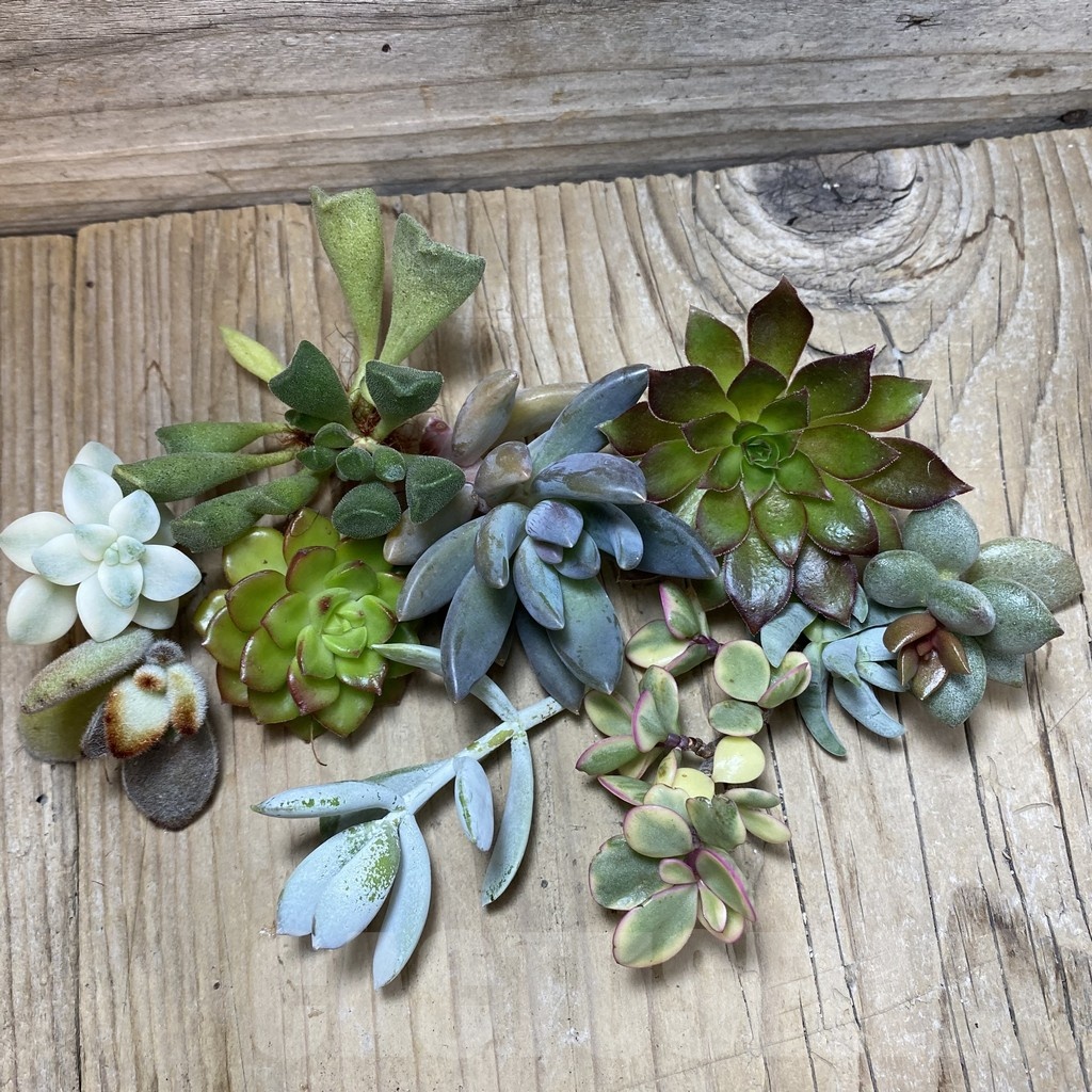 SH24885 Succulents mix, cuted - Image 2