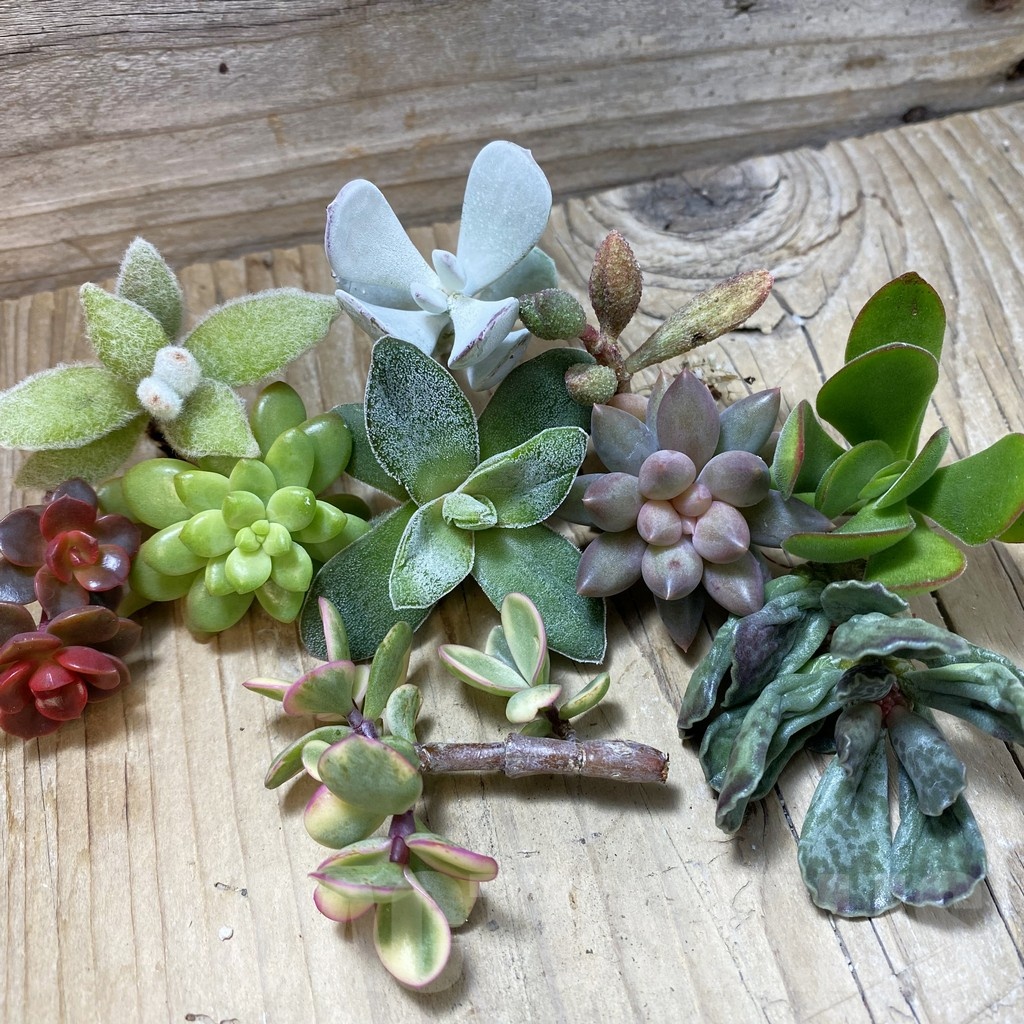 SH24886 Succulents mix, cuted