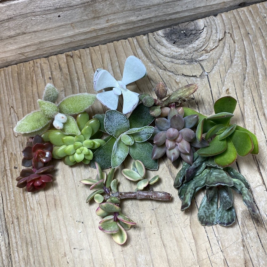 SH24886 Succulents mix, cuted - Image 2