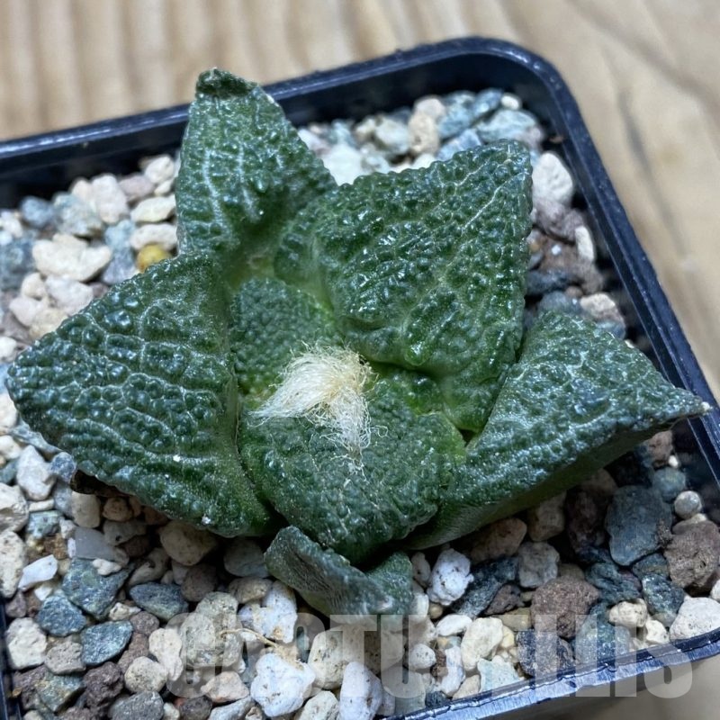 SH24751 Ariocarpus fissuratus ‘Godzilla’ hybrid, seedling, own roots