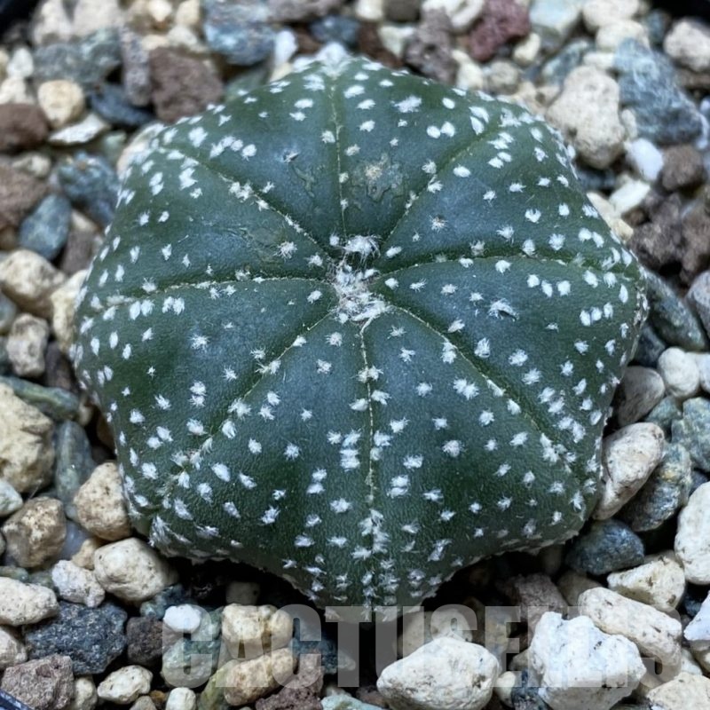 SH24757 Astrophytum asterias ‘Star Shape’