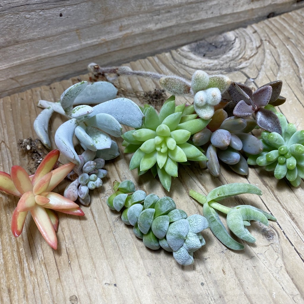 SH24887 Succulents mix, cuted - Image 2