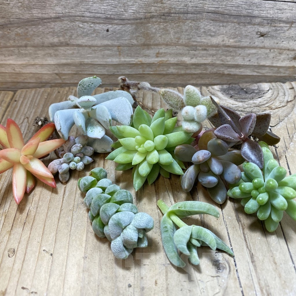 SH24887 Succulents mix, cuted